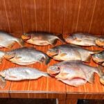 Polícia apreende 18 quilos de pescado irregular durante fiscalização no Pantanal e aplica multa de R$13,3 mil