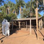 Serviço de defesa sanitária do Indea encerra foco de gripe aviária