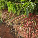 Distribuição de mudas e fomento às novas tecnologias impulsionam a agricultura familiar em MT