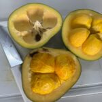 Pesquisadores estudam o potencial do óleo de pequi na cicatrização e regeneração dos tecidos da pele