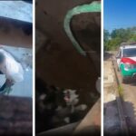 Cachorro vítima de maus-tratos é resgatado em Várzea Grande após denúncia de vizinhos