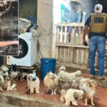 Delegada se espanta durante fiscalização em canil clandestino em Cuiabá