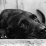 Idoso é preso em Cuiabá por mutilar cachorro e cometer crimes ambientais
