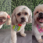 Três cães morrem de calor após ficarem 1h30 em carro de pet shop em Americana (SP)