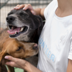 Assembleia analisa criação de programa que fortalece atuação de protetores de cães e gatos em Mato Grosso