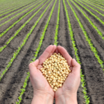 Com plantio concluído, soja em MT depende do clima para recuperar potencial da safra